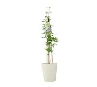 Jasminum Officinale - 3 L Pot - Fragrant White cluster Climbing Jasmine - Metal Vertical Line Cream