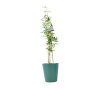 Jasminum Officinale - 3 L Pot - Fragrant White cluster Climbing Jasmine - Metal Vertical Line Teal