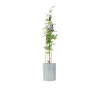 Jasminum Officinale - 3 L Pot - Fragrant White cluster Climbing Jasmine - Metal Vertical Line Zinc