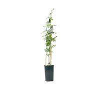 Jasminum Officinale - 3 L Pot - Fragrant White cluster Climbing Jasmine - No Container