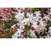 Jasminum Officinale 9cm Potted Plant: One