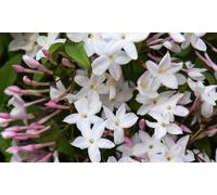 Jasminum Polyanthum Starry Starry Summer Night Climber: One