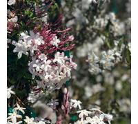 Jasminum Polyanthum White Star Jasmine Plug Plant