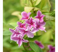 Jasminum Starry Starry Summer Scent Deciduous Climbing Outdoor Shrub Pot Plant