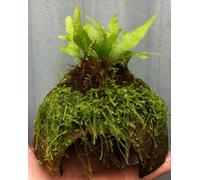 Java Fern + Java Moss Coconut Breeding Cave (Microsorium Pteropus Vesicularia Dubyana) Live Plants