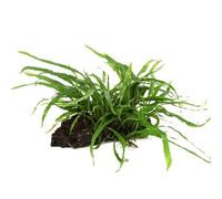 Java Fern narrow leaves - Microsorum pteropus 'Narrow' grown on mangrove wood - Live aquarium plant