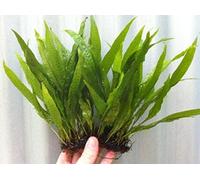 Java Fern on 3 x 2.5 Coco Mat | Microsorum Pteropus - Easy Tropical Live Aquarium Plant by Aquarium Plants Discounts