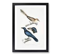 Jay & Crow Illustrations by John Edward Gray Framed Print | A2 Black Framed Wall Art | Ready to Hang | Modern Animal Picture | Living Room Bedroom Lounge Office