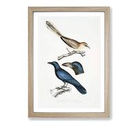 Jay & Crow Illustrations by John Edward Gray Framed Print | A2 Oak Framed Wall Art | Ready to Hang | Modern Animal Picture | Living Room Bedroom Lounge Office