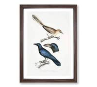 Jay & Crow Illustrations by John Edward Gray Framed Print | A2 Walnut Framed Wall Art | Ready to Hang | Modern Animal Picture | Living Room Bedroom Lounge Office
