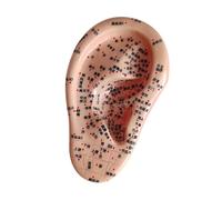 JAYIOLA A Atrial Acupoint Model of The Human Ear Model Teaching of The Ear for Nursing Care, Right