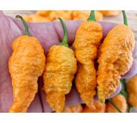 Jays Orange Ghost Scorpion Chilli Seeds - 10 Fresh Seeds