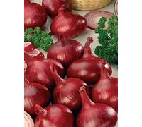 JBA Electric Winter Onion Sets (250gram Pack) Autumn Planting