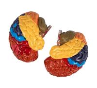 Jeanoko PVC Colored 2X Human Brain Model Disassembled Educational Brain Anatomical Model for Teaching and Academic Research, 2Pcs