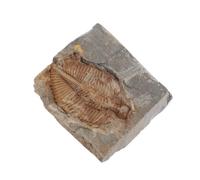 JECOMPRIS Authentic Trilobite Stone Specimen with Desktop Adornments Natural Mineral Material for Science Education and Collection for Office and Educational Use