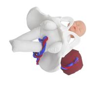 JECOMPRIS Childbirth Education Pelvis Model with Realistic Placenta and Umbilical Cord Female Health Midwifery Training Simulator for Pregnancy Visualization and Labor Teaching Portable