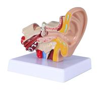 Jeenuuder 1.5 Times Human Ear Anatomy Model Showing Organs Structure of The Central and External Ears Demonstration