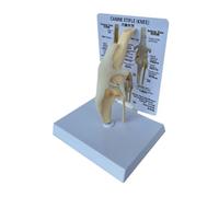 Jeenuuder Canines Knee Model Dog Joint Anatomical Model Dog Skeleton Model Animal Skeleton Anatomy Medical Science Gift
