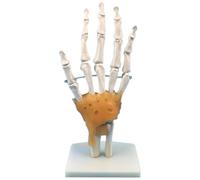 Jeenuuder Human Hand Joint Model with Ligaments, Flexible 1:1 Scientific Life Size, Finger Model Doctor Educational Tools