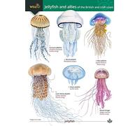 Jellyfish and Allies of the British and Irish Coast (WildID)