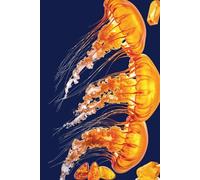 Jellyfish and amber.: Treasures of the sea.