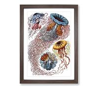 Jellyfish by Ernst Haeckel Framed Print | A2 Walnut Framed Wall Art | Ready to Hang | Modern Nature Picture | Living Room Bedroom Lounge Office