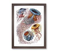 Jellyfish By Ernst Haeckel Vintage Framed Print | A4 Walnut Framed Wall Art | Ready to Hang | Classic Nature Picture | Living Room Bedroom Lounge Office