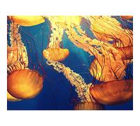 Jellyfish Group Underwater Ocean Large Art Print Poster Wall Decor 18x24 inch