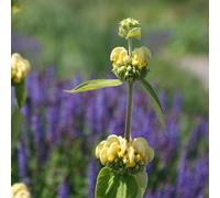 Jerusalem sage Jerusalem sage Perennials Flowering Plants Phlomis 2L Pot Plant Theory Green One Size