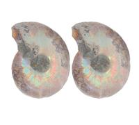 JEWEDECO 2pcs Sliced Ammonite Specimen Mineral Models for Educational Use and Collectible Decoration with Organic Shapes, for Science Learning and Home Display