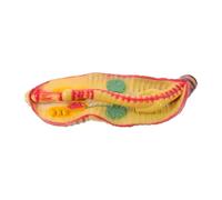 JEWEDECO Earthworm Anatomy Model for Biology Experiment Studies, Enlarged Dissection Model with Realistic Plastic Structure and Educational Resources, for School Biology Lab Instruction