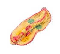 JEWEDECO Earthworm Anatomy Model for Biology Experiment Studies Realistic Plastic Insect Anatomy Model with Educational Resources Comprehensive Learning Support