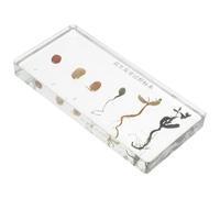 JEWEDECO Peanut Germination Process Specimen Polymer Resin Realistic Teaching and Display Peanut Grow Process Sample for Educational Use