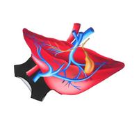 JEWEDECO Vibrant Digital Print Halloween Heart Costume for Lightweight Sponge Material Educational Human Organ Outfit Easy-clean Fabric for Spooky Parties and Valentine S Day Fun