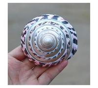 JFGCTYHXY Shells, 1Pc 10-11Cm Rare Real Sea Shell Conch Perfect for Fish Tank Home Ornaments Great Gifts Theme Party