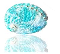 JFGCTYHXY Shells, 1Pc 8-9Cm Large Green Natural Rare Real Abalone Sea Shell Conch for Aquarium Fish Tank Theme Party Decor Gifts