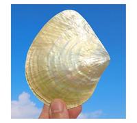 JFGCTYHXY Shells, 1Pc 9-10Cm Rare Real Sea Shell Conch Home Fish Tank Marine Decoration Party Home Ornaments Great Gifts(9cm)