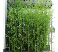 JFUTD Plastic trees for outdoors 1m 1.2m 1.5m 1.8m 2m Tall Artificial Bamboo Plants Plastic Trees, Fake Plant Decorative for Garden Fence Privacy Screen Yard Entrance(70 Pack,1m/3.3ft Tall)