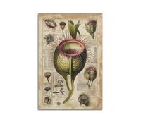 JHKJTK Exquisite Modern Family Canvas Wall Art Picture Print Photo Album-Vintage Botanical Poster Venus Flytrap Detailed Illustration 16x24inch(40x60cm)