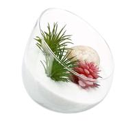 JHKNNK Ecological Bottle Glass Terrarium Jar with Angled Bowl Design, Succulent and Moss Planter for Desktop Micro Landscape Scenes