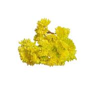 JHOMHF 6 Pack Artificial Succulent Plants Realistic Fake Green Plastic Flowers for Home Office Bedroom Garden Decor Wedding Part(Yellow,6PCS)