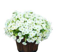 JHOMHF Artificial Morning Glory Colorful UV Resistant Faux Silk Flowers for Outdoor Planter Porch Yard Patio & Balcony Decor(White,18pcs)