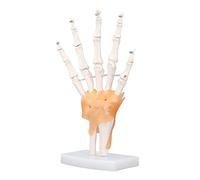 Jiawu Hand Skeleton Model, Life Size High Strength PVC Flexible Joints Hand Joint Model, Human Anatomy Skeleton with Stable Base for Education Classroom Learning