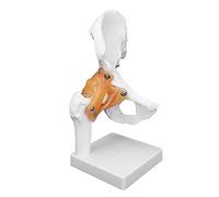 Jiawu Hip Joint Model, Life Size 3D Anatomical with Ligaments Hip Bone Model, Coxal Bone with Teaching Skeleton for Orthopedic Surgeons and Students