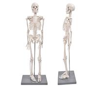 Jiawu Human Skeleton Model, 85cm Flexible Arms Legs Teaching Skeleton Model, Biological Experiment Tool with Base Supporting Rod for Anatomical Teaching Use in Schools Colleges
