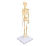 Jiawu Human Skeleton Model for, Articulated Joints Removable Scientific Human Skeleton Model, Body with Professional Poster for School Education Art