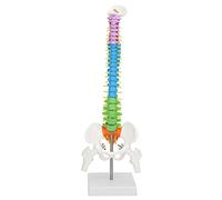 Jiawu Human Spine Model, Flexible Colored Life Size 45cm Anatomical Human Skeleton Spine Model, with Pelvis and Femur for Education School Teaching and Art Sketches