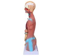 Jiawu Human Torso Model, 17.7in Removable Organs Fine Workmanship Human Body Model, Educational Teaching Tool with Detachable Internal Organs Includes Head for Schools Hospitals