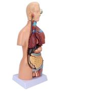 Jiawu Human Torso Model Removable Educational Body Model with Brain Organs for Teaching School Hospital 17.7in