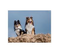 jigsaw 1000 pieces，We Love Shelties，DIY Art for Grown Ups Adults（38x26cm）-AP46
